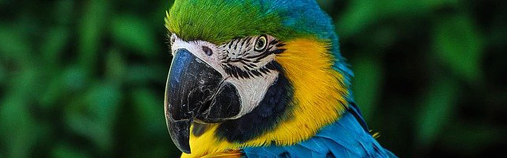 Bac Pro Cgea Sensibilisation Animalier En Parc Zoologique 0jXiCEEV7nqeUM
