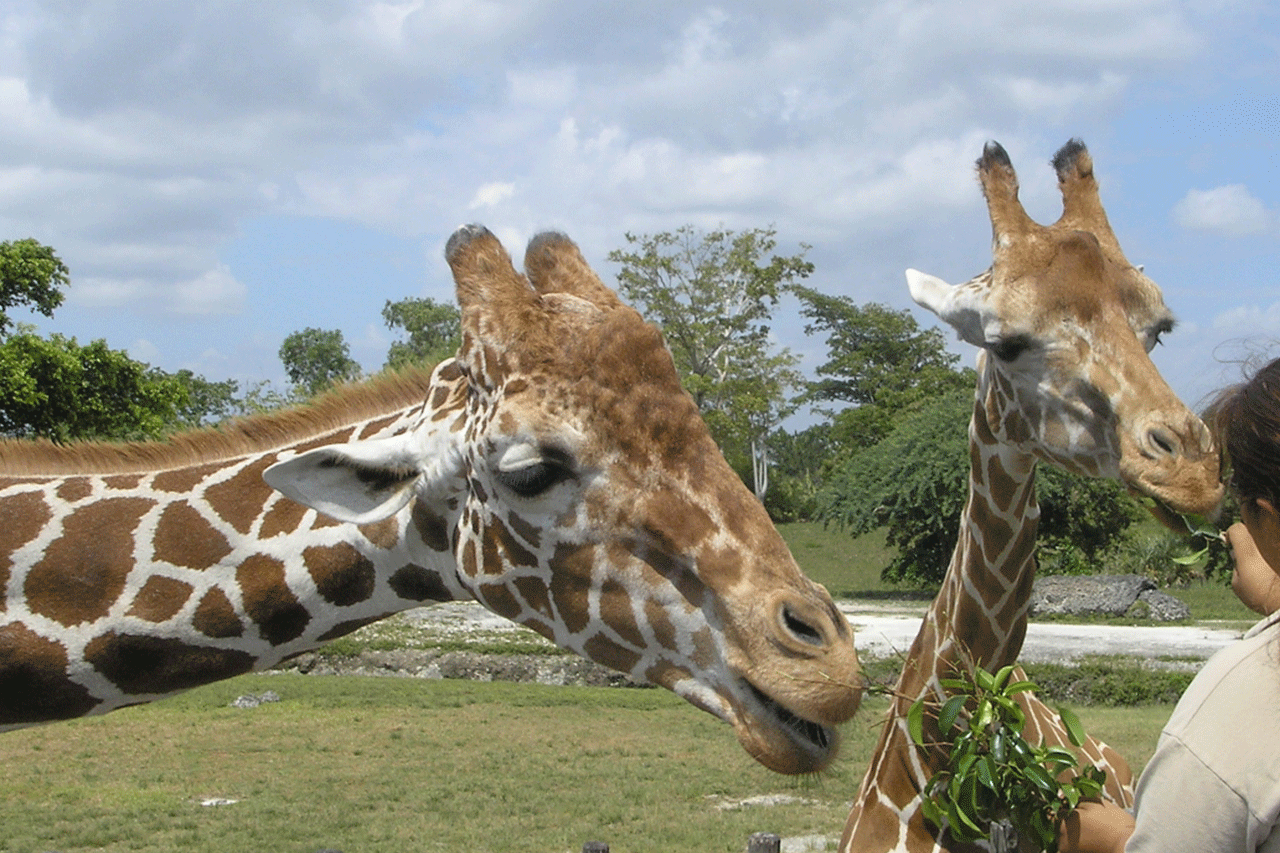 Bac Pro Cgea Sensibilisation Animalier En Parc Zoologique yhAeWi26XV2lrM